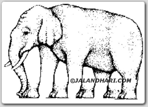 elephant leg count illusion