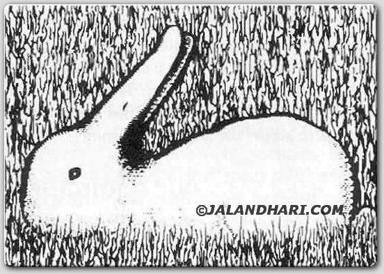 rabit or duck illusion